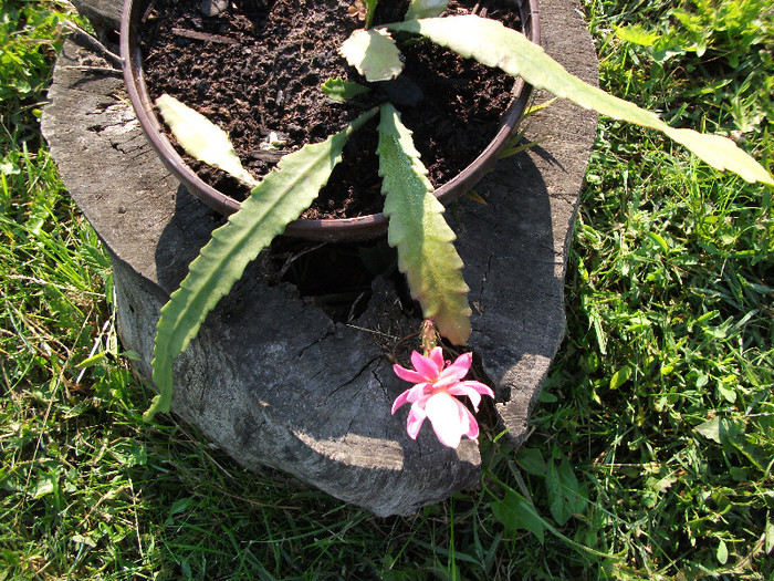 Acum nu mai arata asa. Ceva nu-i place. - Epiphyllum