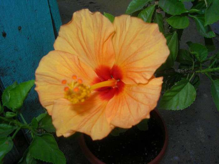 SANY0133 - Hibiscus