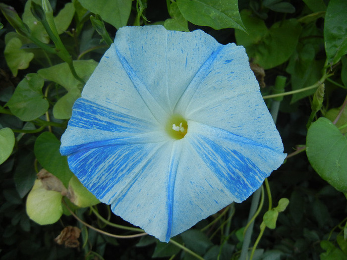 Ipomoea Flying Saucers (2012, Sep.26)