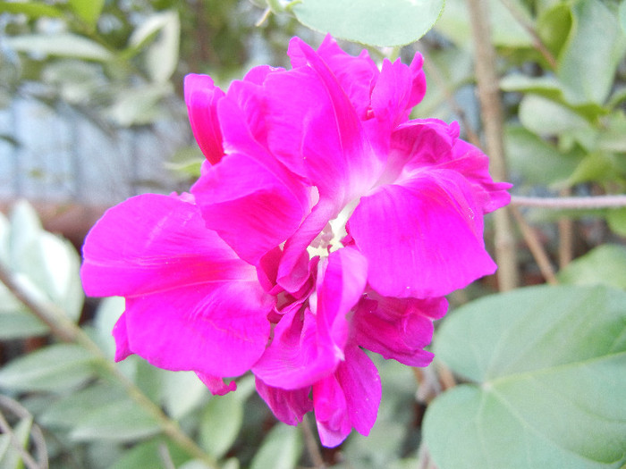 Double Pink Morning Glory (2012, Sep.26) - Double Pink Ipomoea Nil
