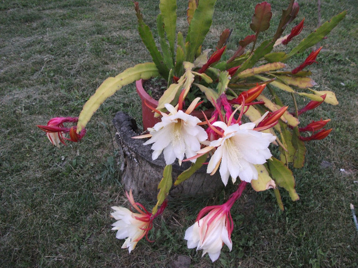 DSCF1583 - Epiphyllum