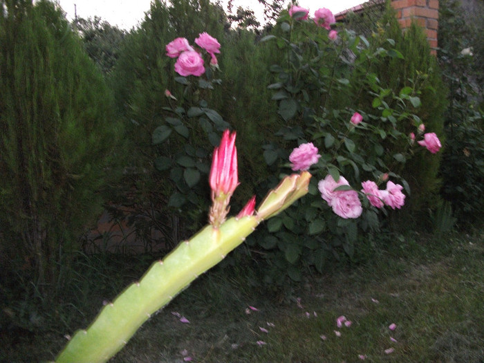 DSCF1591 - Epiphyllum