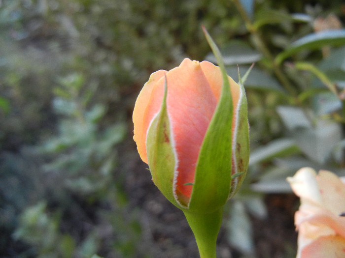 Orange Miniature Rose (2012, Sep.24)