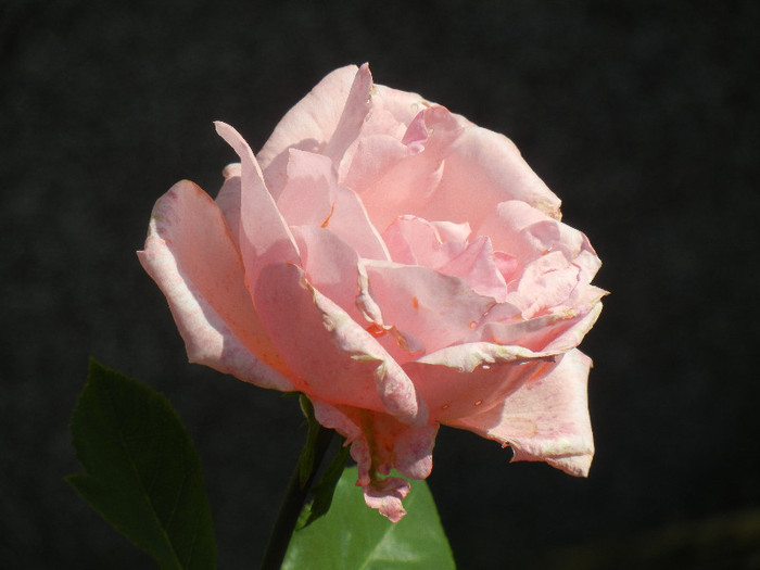 Rose Queen Elisabeth (2012, Sep.24)