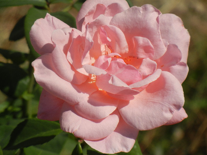 Rose Queen Elisabeth (2012, Sep.24)