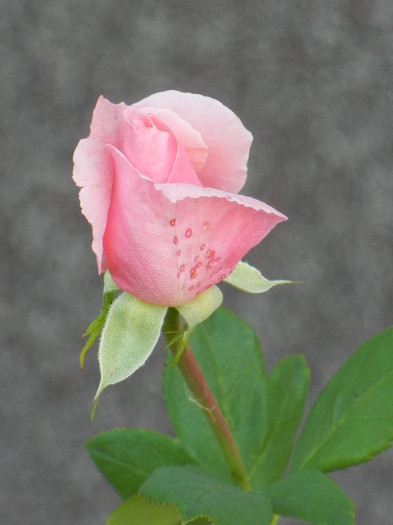 Rose Queen Elisabeth (2012, Sep.25)