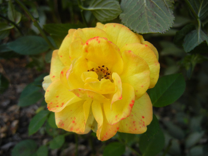 Yellow Miniature Rose (2012, Sep.24)