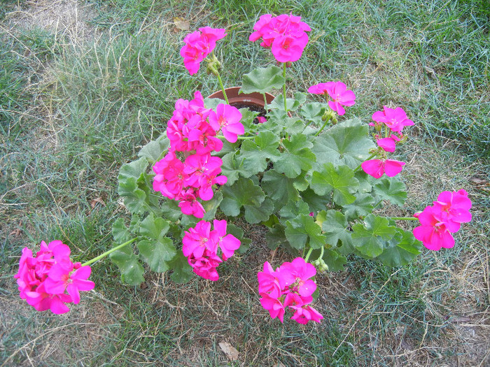 Bright Odette Geranium (2012, Sep.24) Bright Odette Geranium (2012, Sep.24)