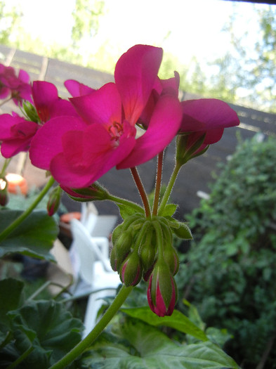 Bright Odette Geranium (2012, Sep.24) Bright Odette Geranium (2012, Sep.24)