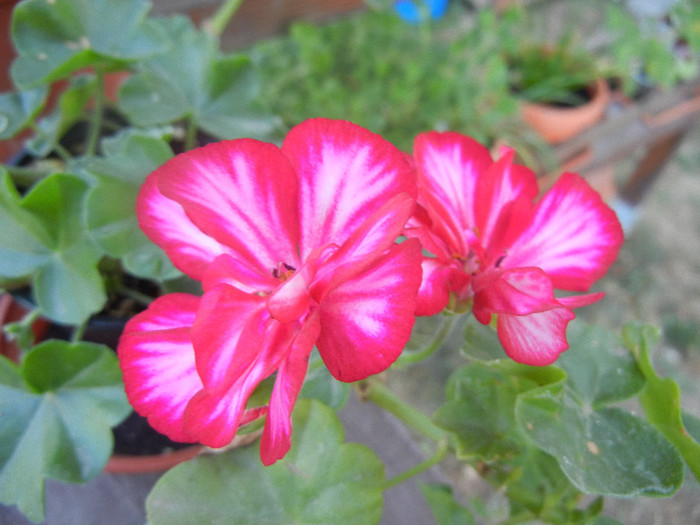 Ivy geranium Lia (2012, Sep.24) - Ivy-geranium Lia