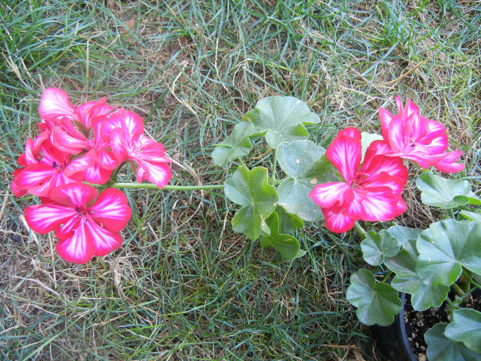 Ivy geranium Lia (2012, Sep.25)