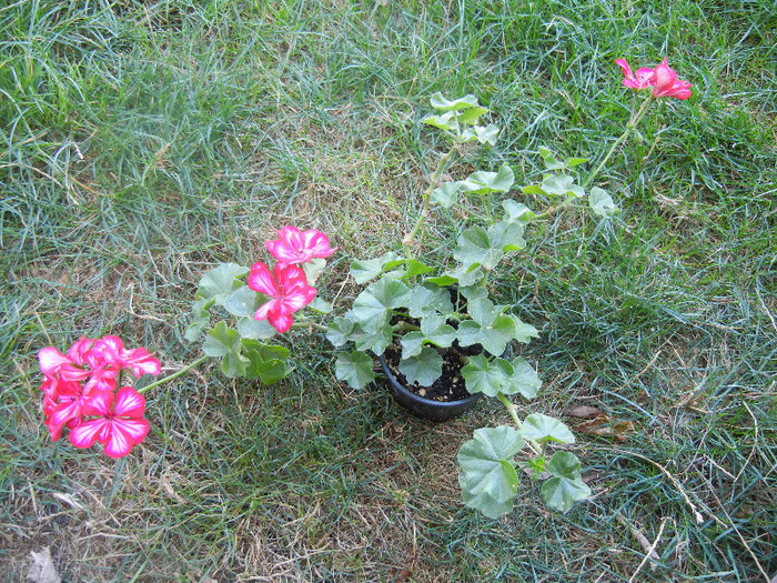 Ivy geranium Lia (2012, Sep.25)