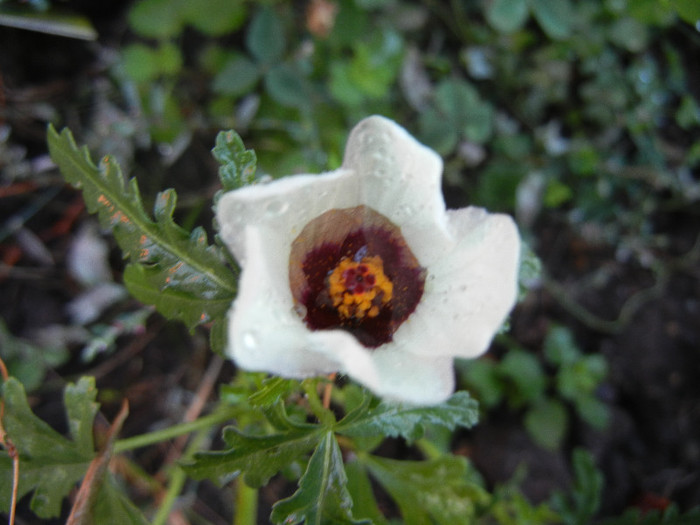 Hibiscus trionum (2012, Sep.26) - Hibiscus trionum