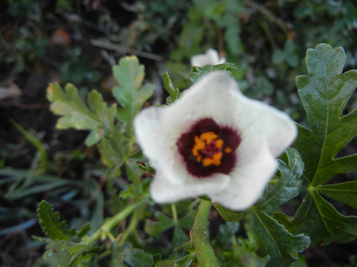 Hibiscus trionum (2012, Sep.26) - Hibiscus trionum