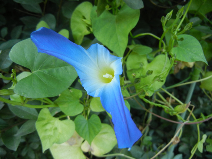 Blue Morning Glory (2012, Sep.23) - Blue Morning Glory