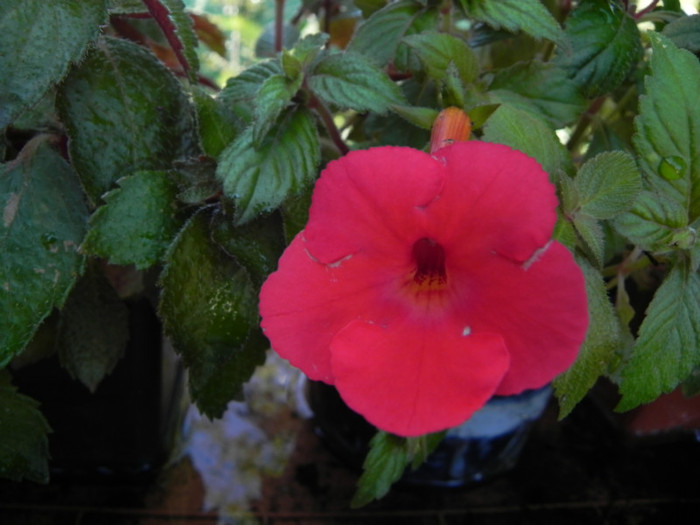  - Achimenes