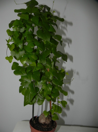 Elephants Foot(Dioscorea elephantipes)
