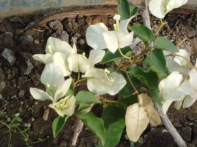 P260912_15.460004 - Bougainvillea