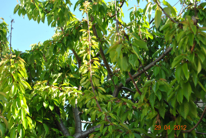 DSC_0224 - Flori 2012