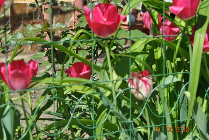 DSC_0311 - Flori 2012