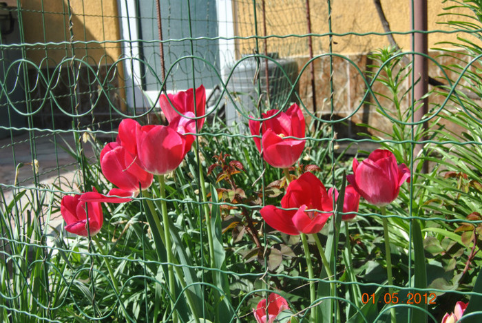 DSC_0312 - Flori 2012