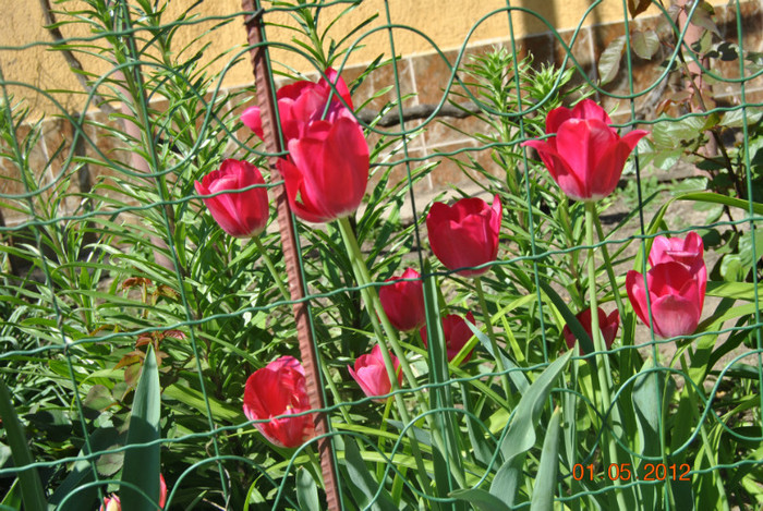 DSC_0314 - Flori 2012