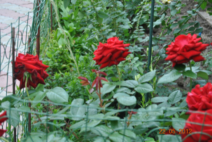 DSC_0381 - Flori 2012