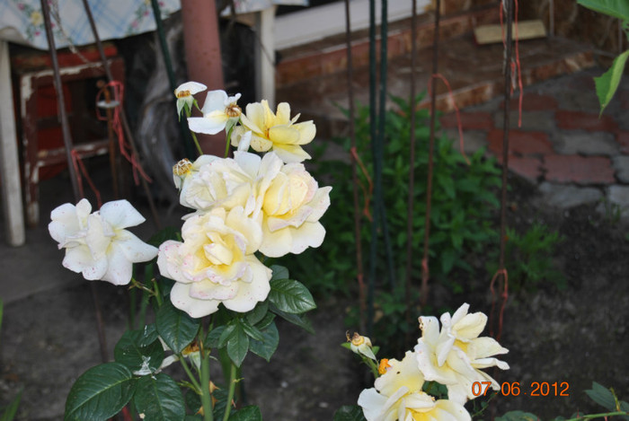DSC_0393 - Flori 2012