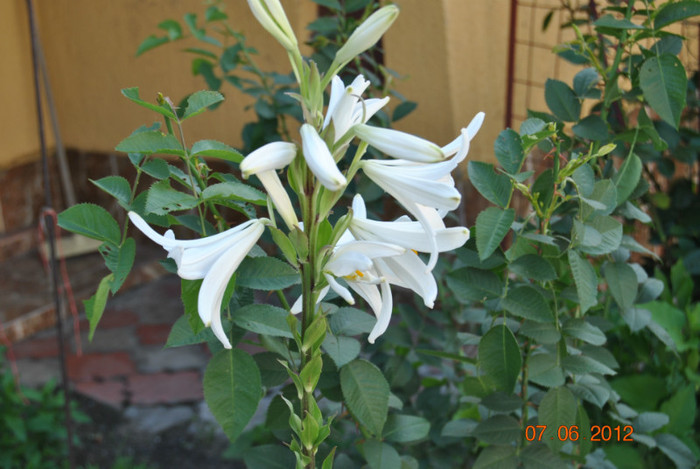 DSC_0394 - Flori 2012