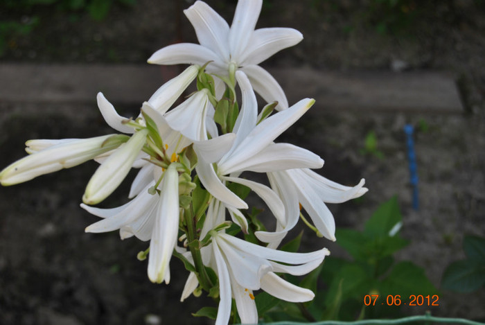 DSC_0396 - Flori 2012