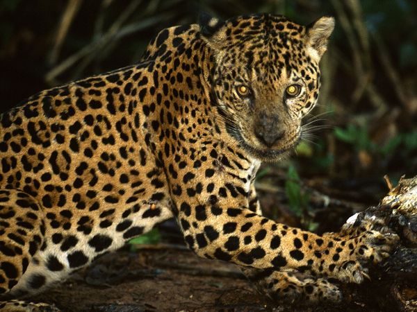 - jaguarul pleaca inapoi in jungla, paraseste plaja :)) -