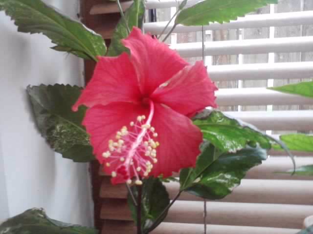 multumesc - hibiscusi-2012-1