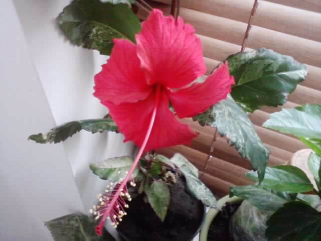 P180912_06.29_[04] - hibiscusi-2012-1