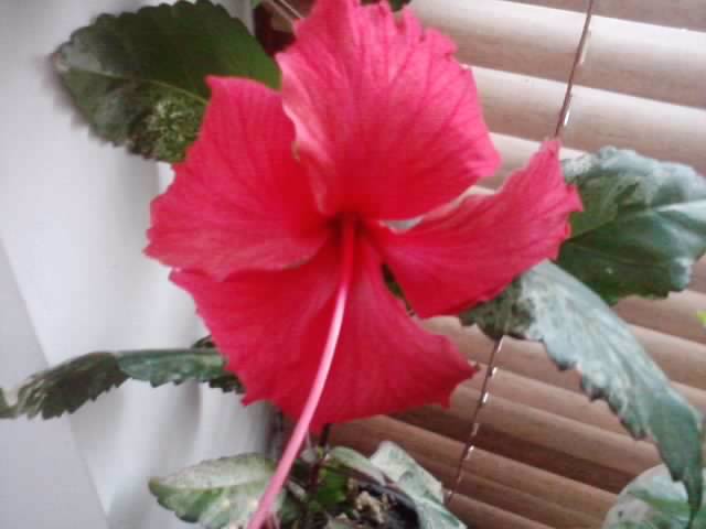 P180912_06.30 - hibiscusi-2012-1