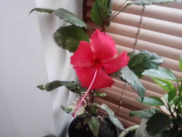 P180912_06.30_[01] - hibiscusi-2012-1