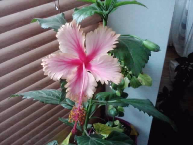 P180912_06.30_[02] - hibiscusi-2012-1