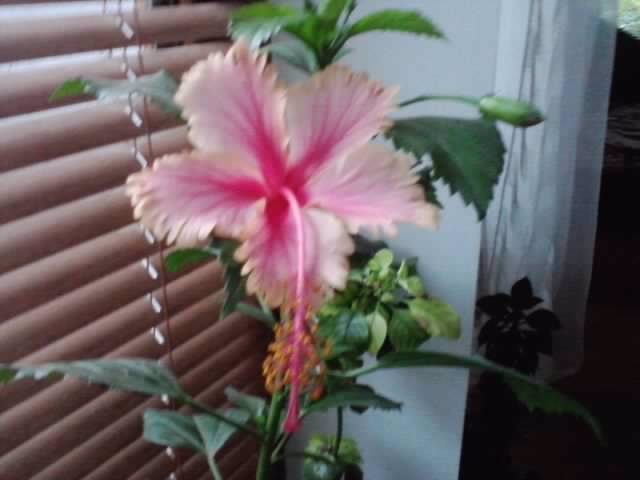 P180912_06.30_[04] - hibiscusi-2012-1