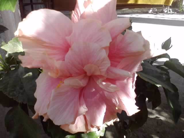 P230912_02.54_[01] - hibiscusi-2012-1