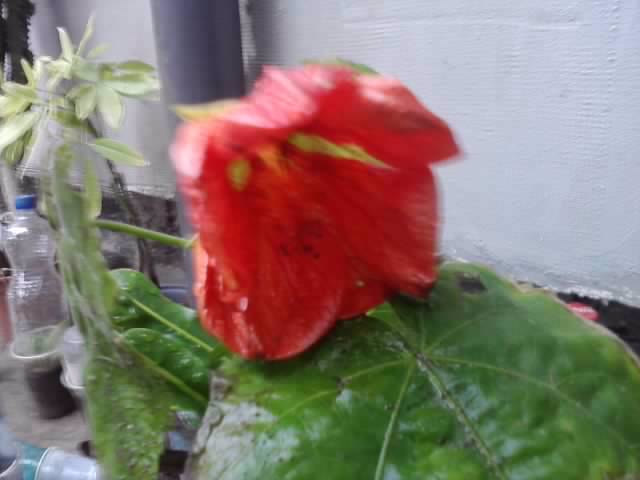 P190912_05.30_[01] - roze 2012-2