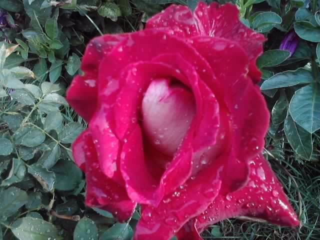 P190912_06.38_[04] - roze 2012-2