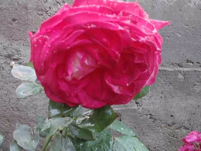 P190912_06.39 - roze 2012-2