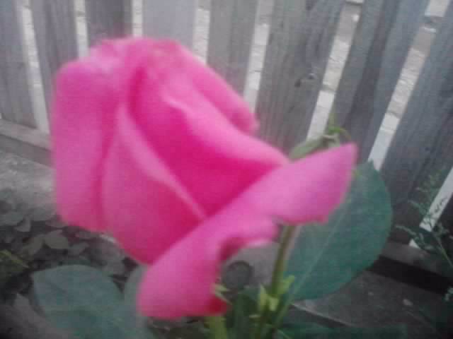 P210912_15.43_[04] - roze 2012-2