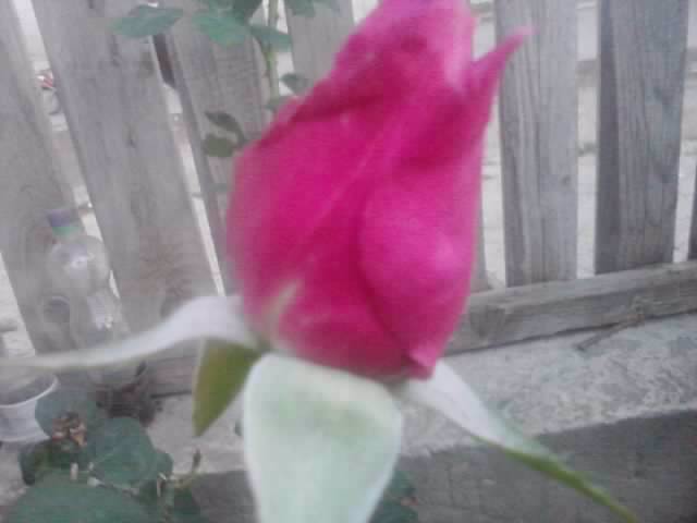 P210912_15.44 - roze 2012-2