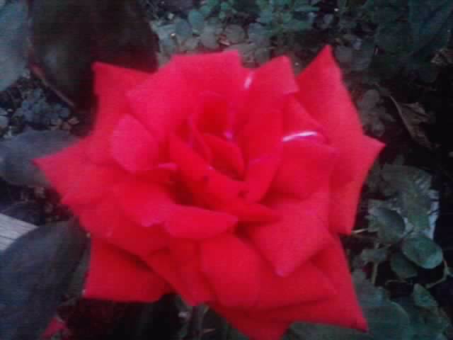 P210912_15.51_[04] - roze 2012-2