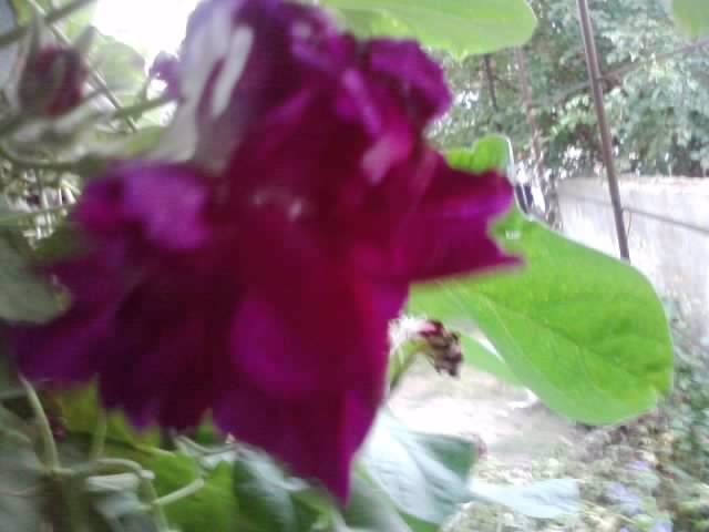 P180912_06.27 - flori de gradina 2012-2