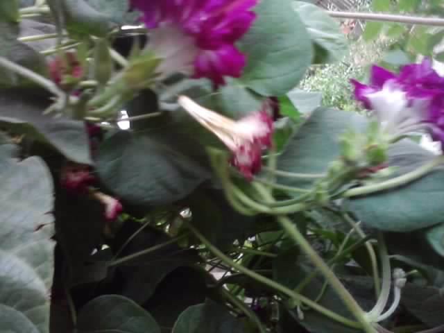 P180912_06.27_[03] - flori de gradina 2012-2