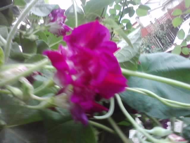 P180912_06.27_[04] - flori de gradina 2012-2