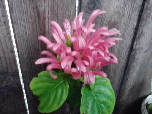 P190912_05.29_[01] - flori de gradina 2012-2