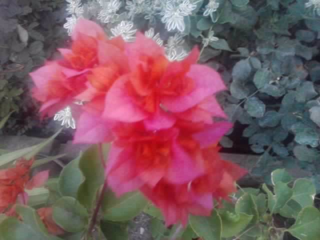 P210912_15.39_[02] - flori de gradina 2012-2