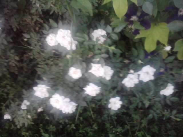 P210912_15.41_[04] - flori de gradina 2012-2